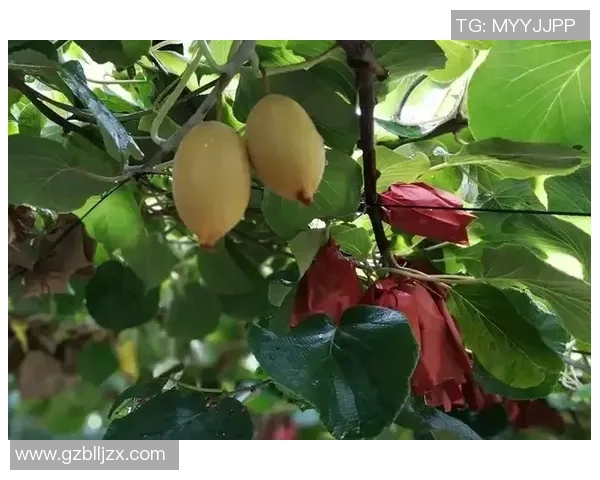 临汾足球明星盘点及其在国内外赛场上的精彩表现与影响力分析